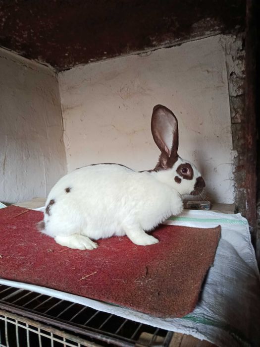 Iepuri femela fluture havana