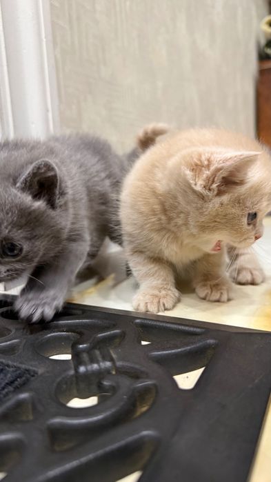 Британский скотш волд