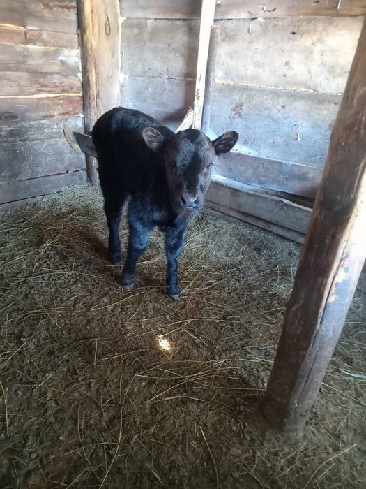 Продам телят телочек