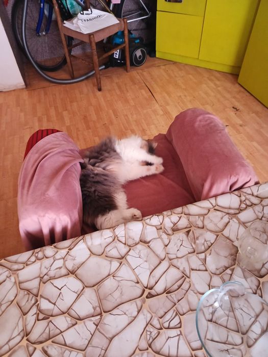 Продава се персийска котка