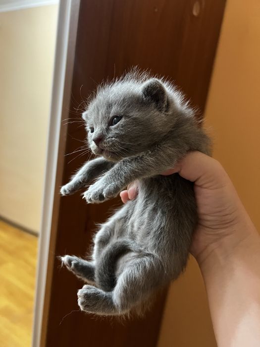 Продам котенка.