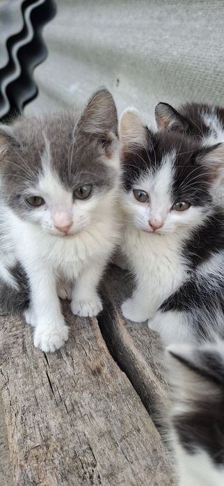Отдам котят в добрые руки