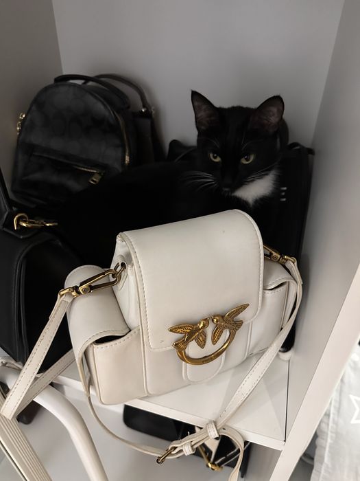 Отдам кошку даром