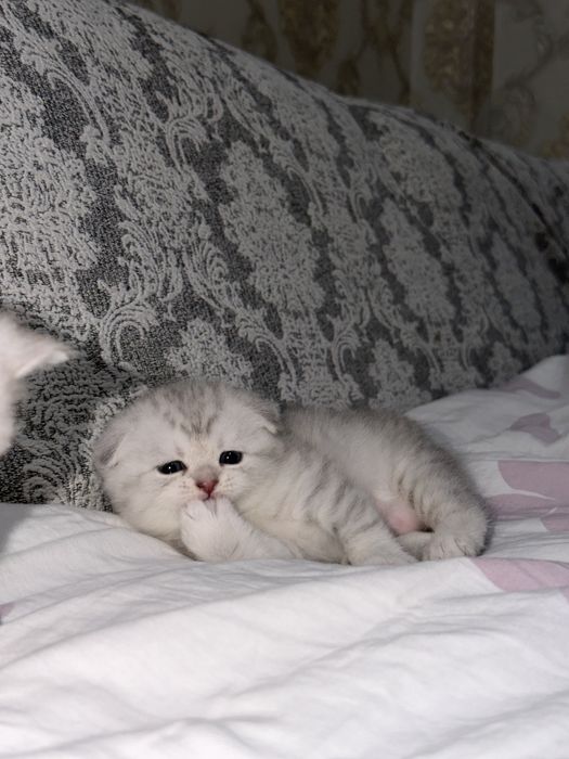 Mushukchalar котята