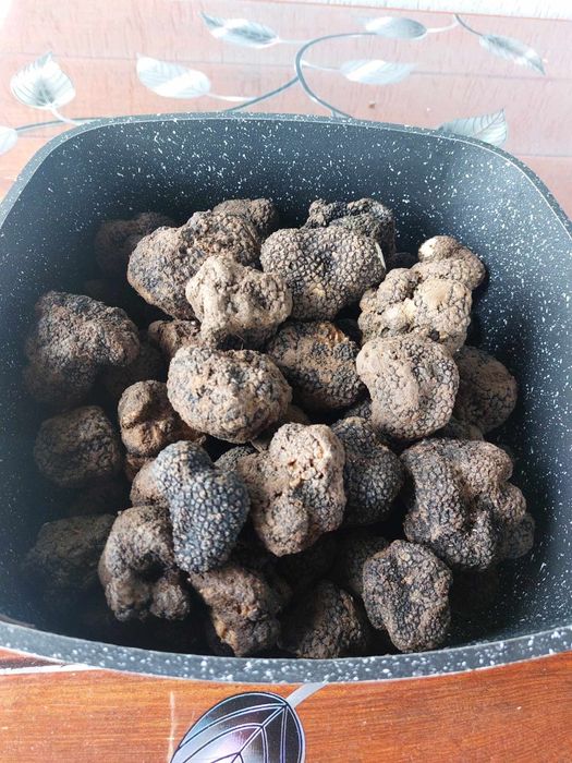 Trufe proaspete fresh sălbatice