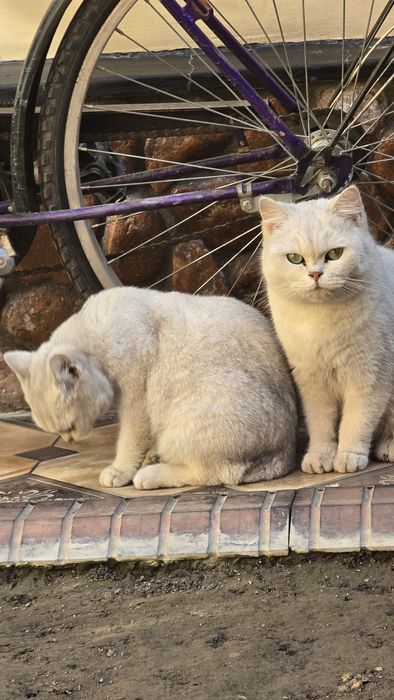 Britan Seribristiy Shenshila toza qon qiz va ug'il