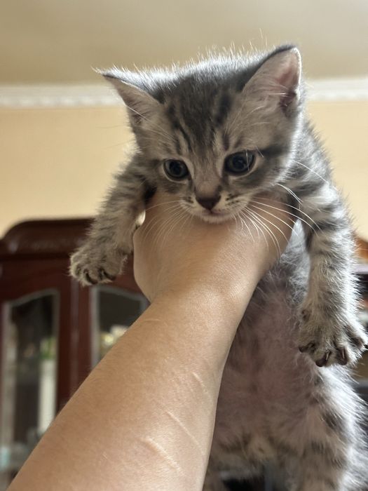 Продаются котята