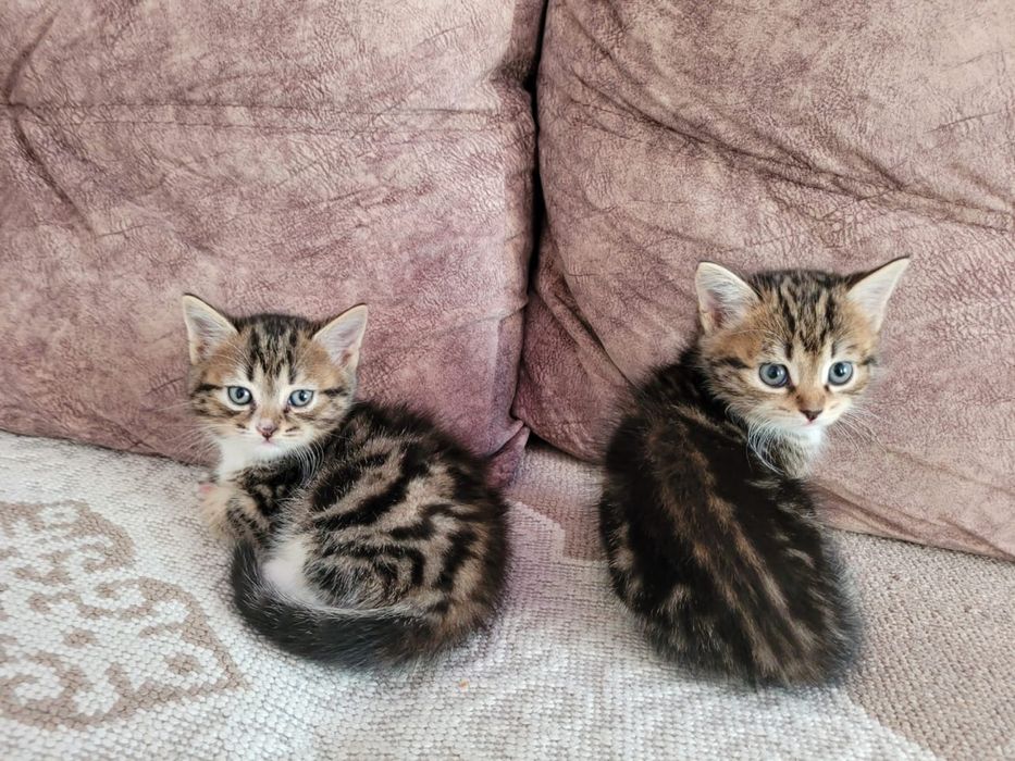 2 кошечки, британка