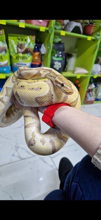 Змеи от 45 тысяч