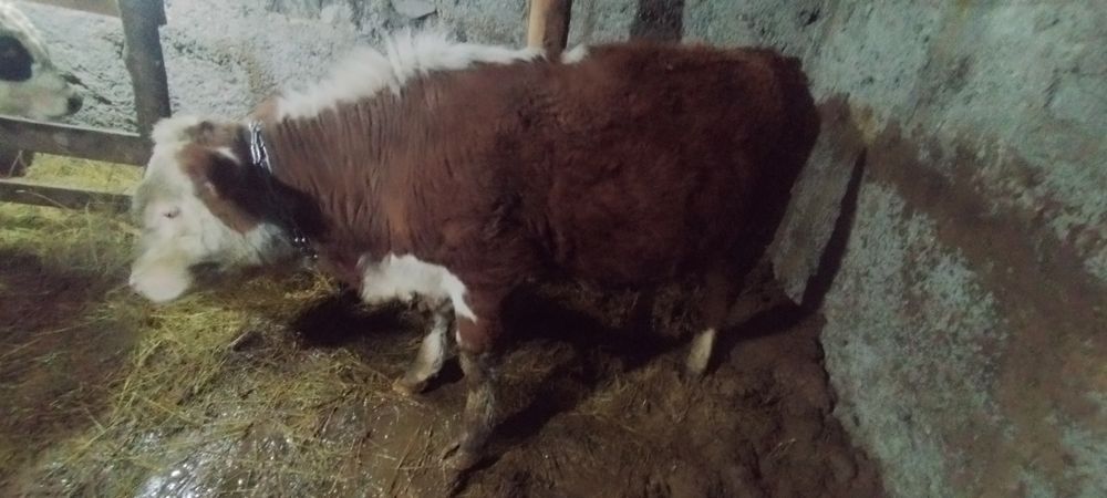 Быки откорм продам