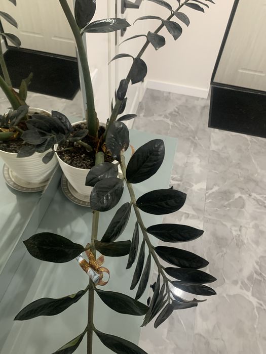 Продам долларовое дерево