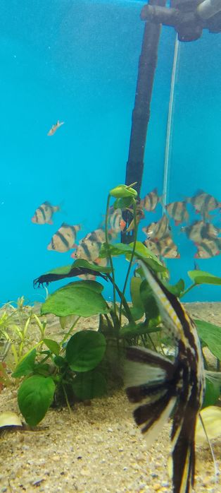 Барбус суматранский