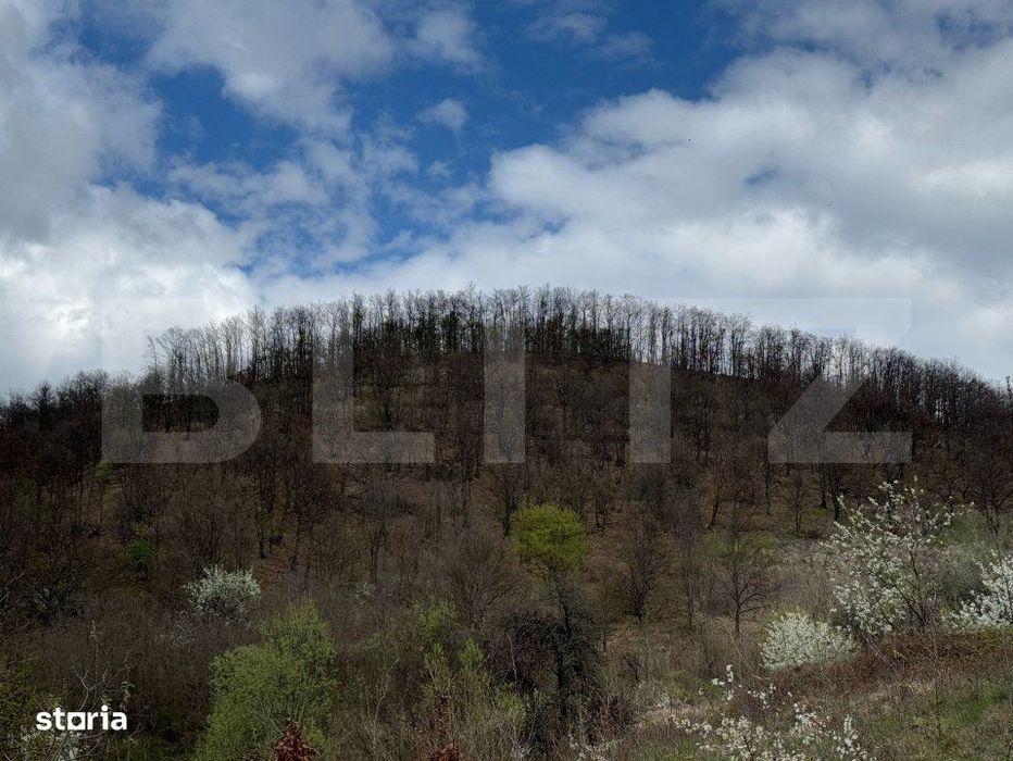 Vand 2 hectare de padure de Stejar, Carmazanesti