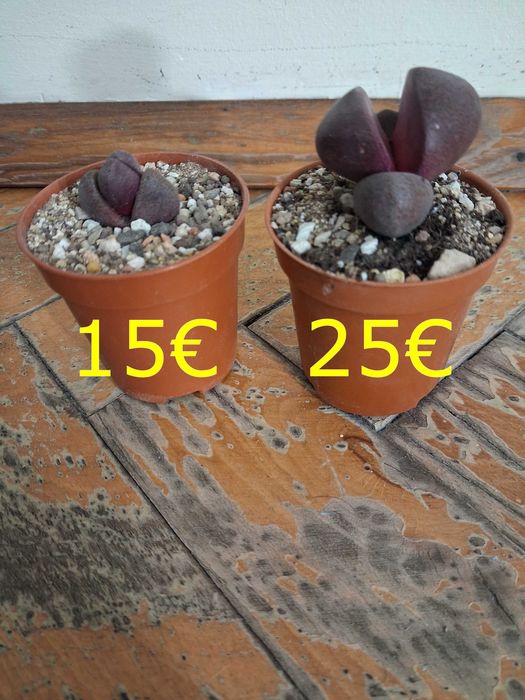 Екзотика за дома - семена и растения