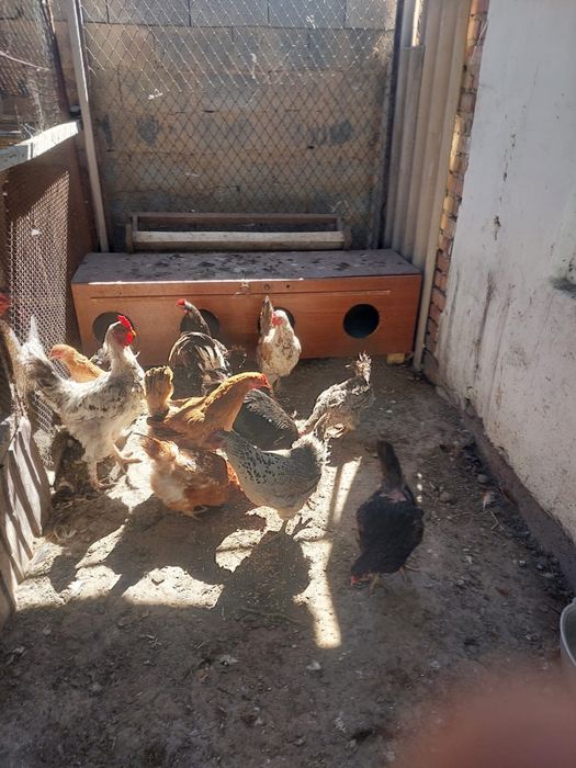 Продам домашных кур