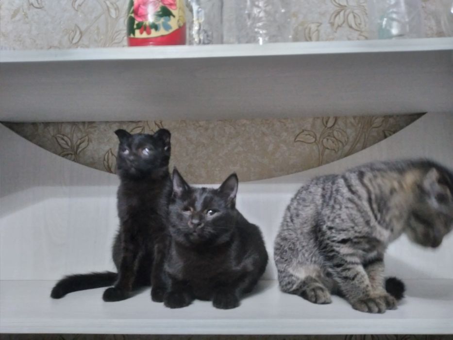 Отдам котят в добрые руки