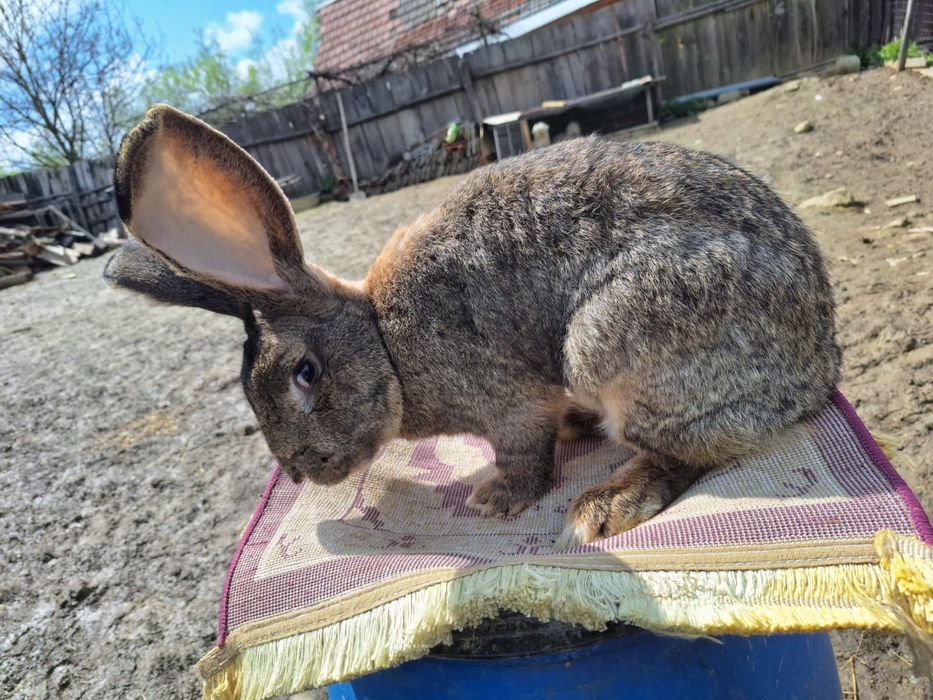 Vând iepuri uriaș german