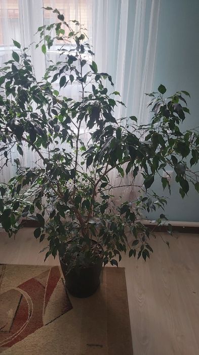 Фикус  Бенджамина