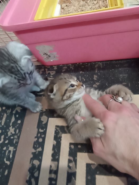 Продам котят скоттиш фолд