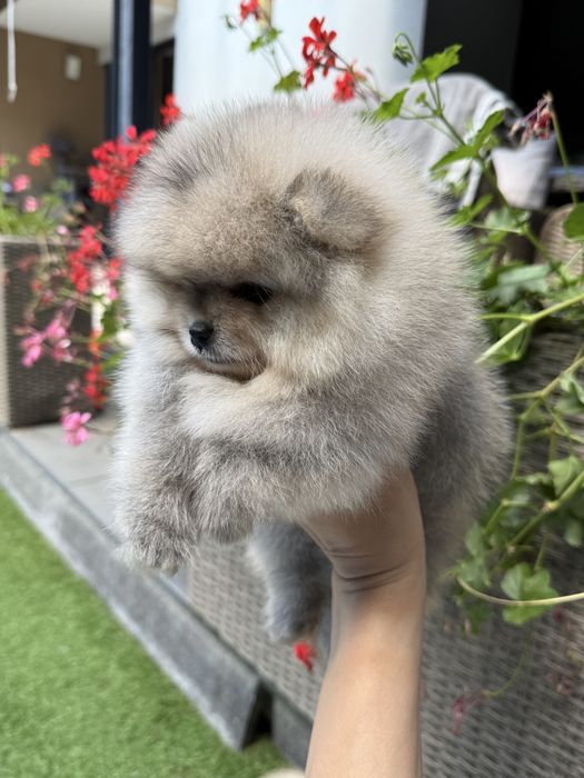 Pomeranian fetita crem cu pedigree FCI