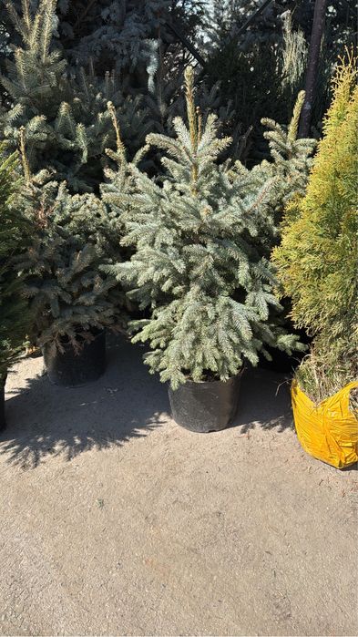 Елка голубая, ель зеленая