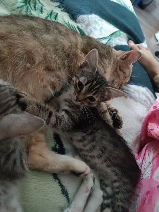 Котята девочки бесплатно