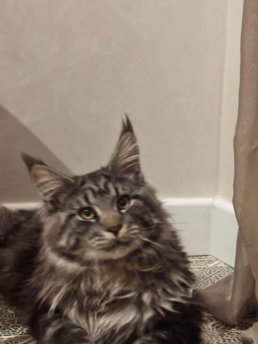 Чистокровный Мейнкун