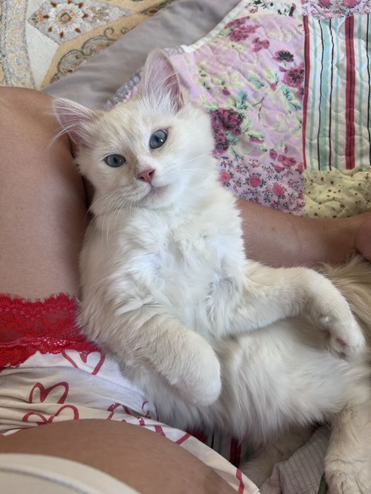 Отдам котенка в хорошие руки!