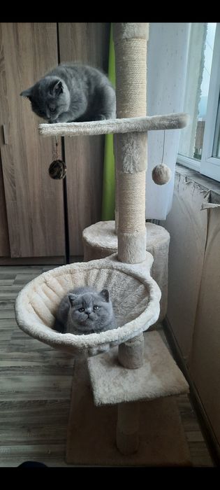 Британска късокосместа 550лв