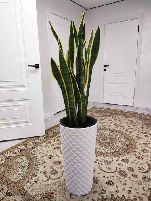 Комнатные растения, доставка