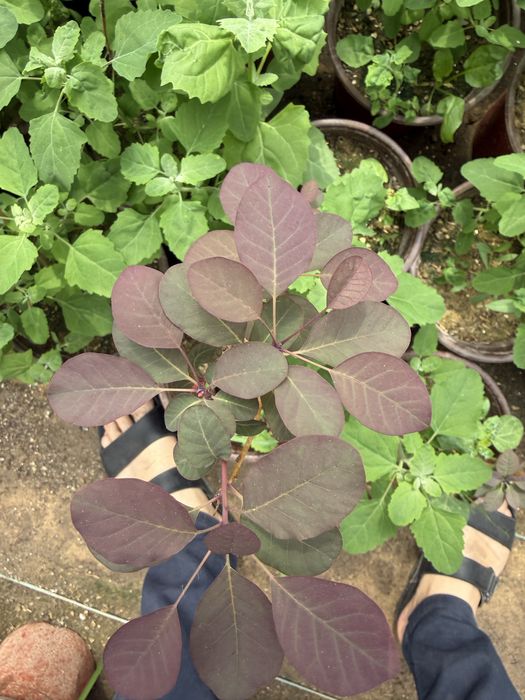 скумпия ‘atropurpureum’ kochati