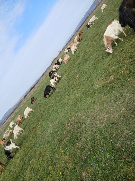 Vând capre cu iezii