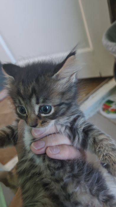Бесплатно котенки хорошие руки