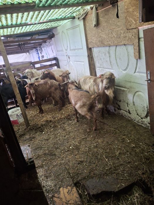 De vinzare tapi buni