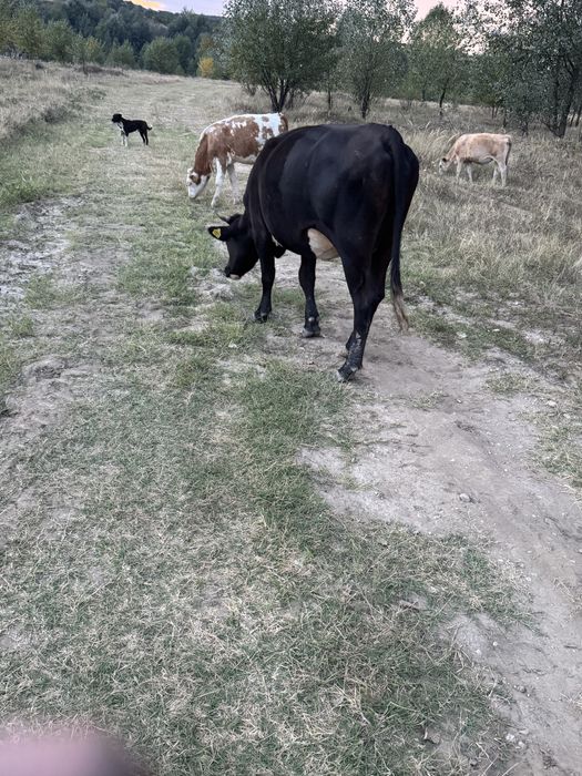 De vanzare doua vaci cu vitei