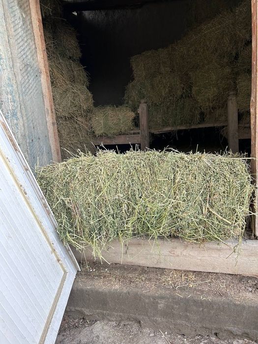 Огилда сакланган беда кип сотилади