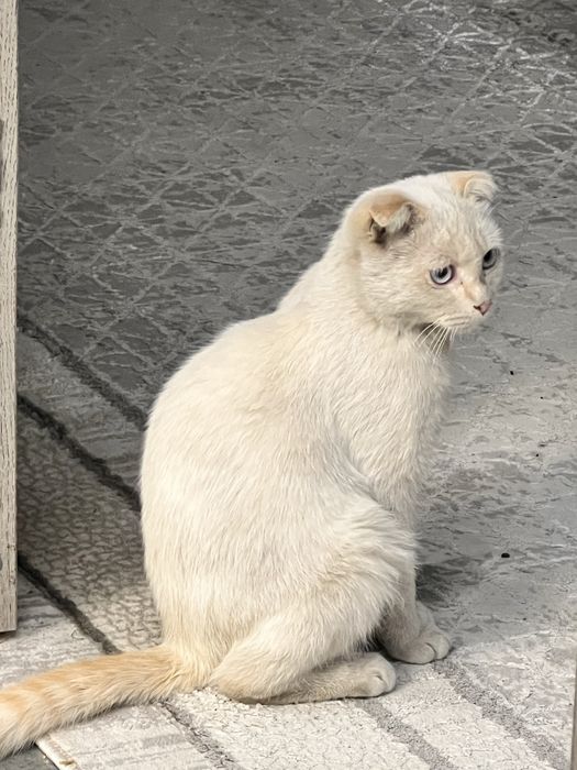 Отдам кошку красивую