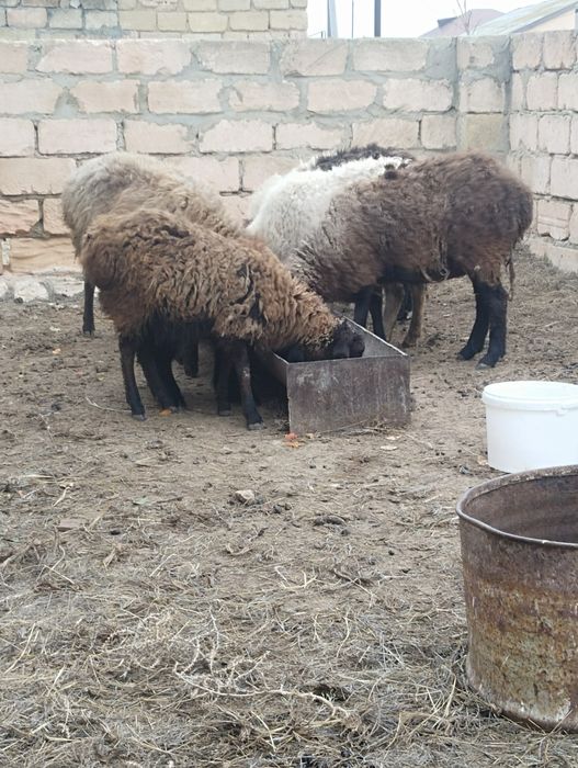 Сатылады Барашки