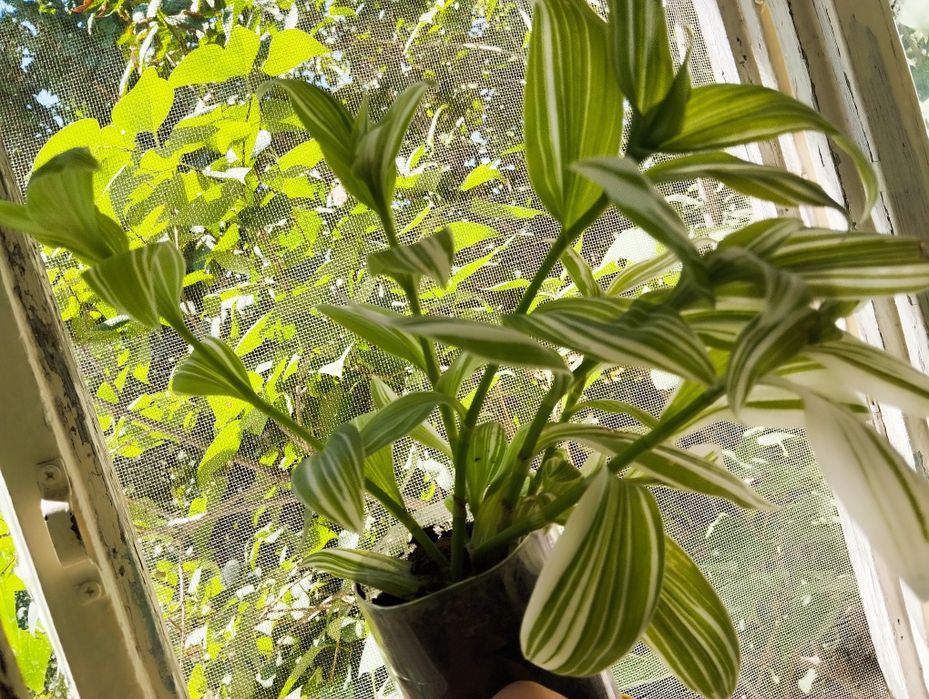 Продам/обменяю комнатные цветы