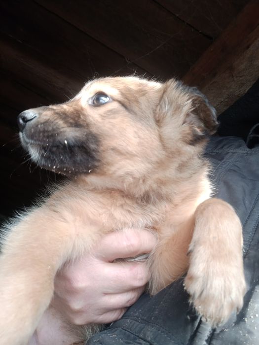 Отдам даром щенков