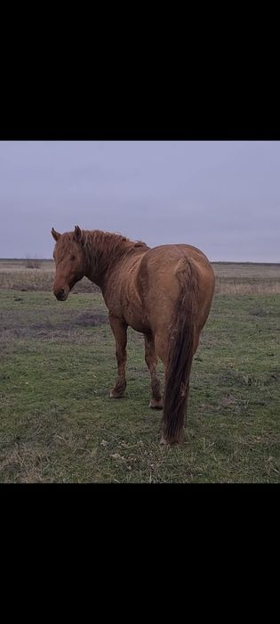 Мұғалжар айғыр сатылады!