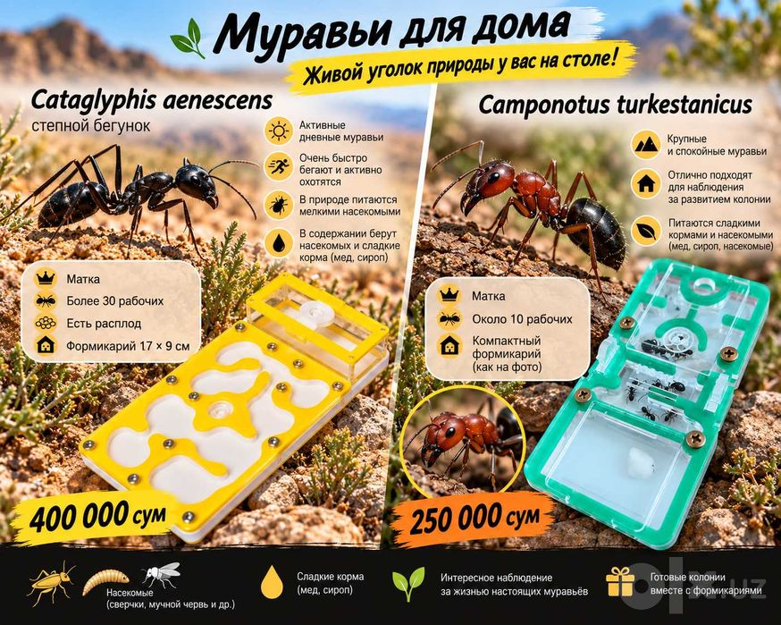 Муравьи. Муравьиные семьи