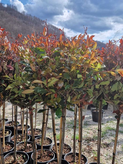 Plante pentru Gradina si Casa