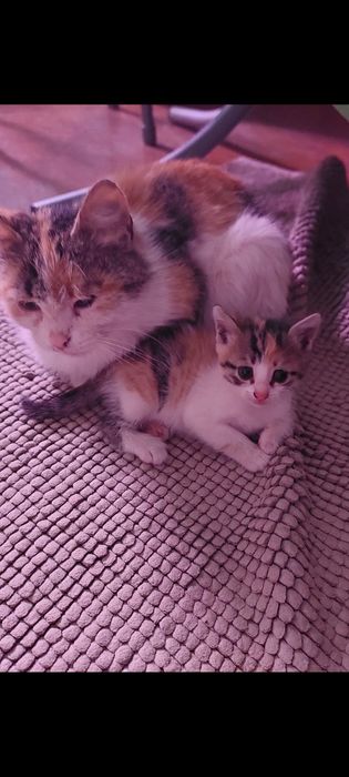 Отдам в добрые руки котёнка.