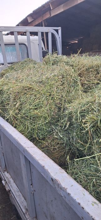 Продам люцерна cено