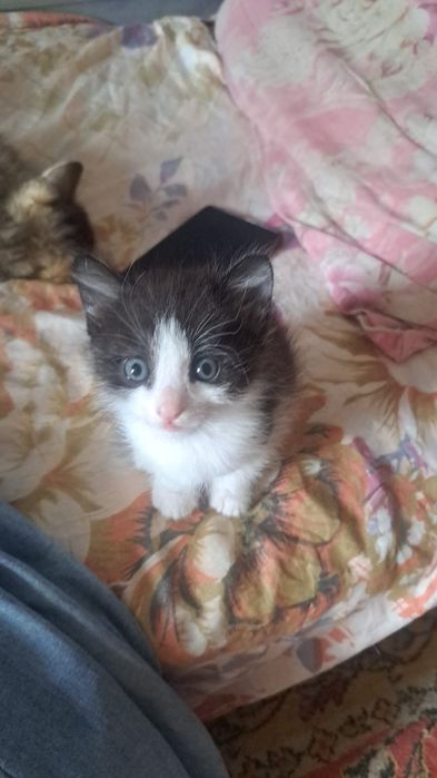 Отдам котят в добрые руки
