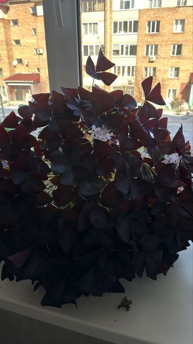 Оксалис (кислица,бабочка)