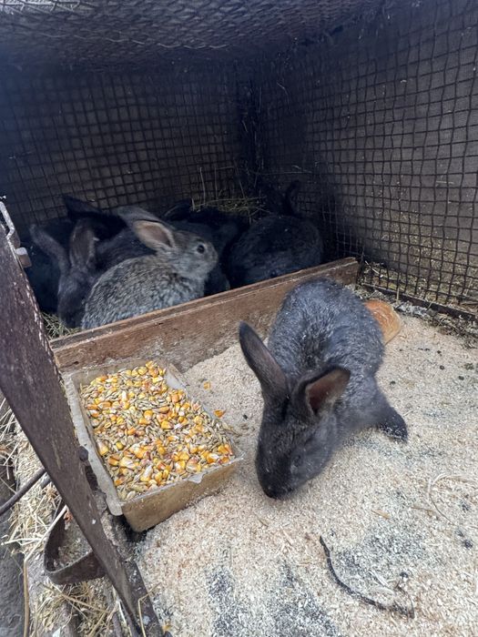 iepurasi urias german