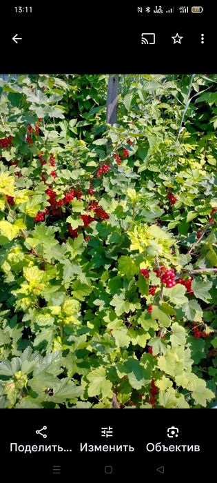 Продам саженцы смородины красной.