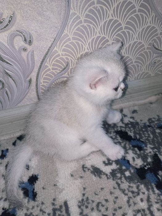Британская короткошерстная кошка серебристого окраса.